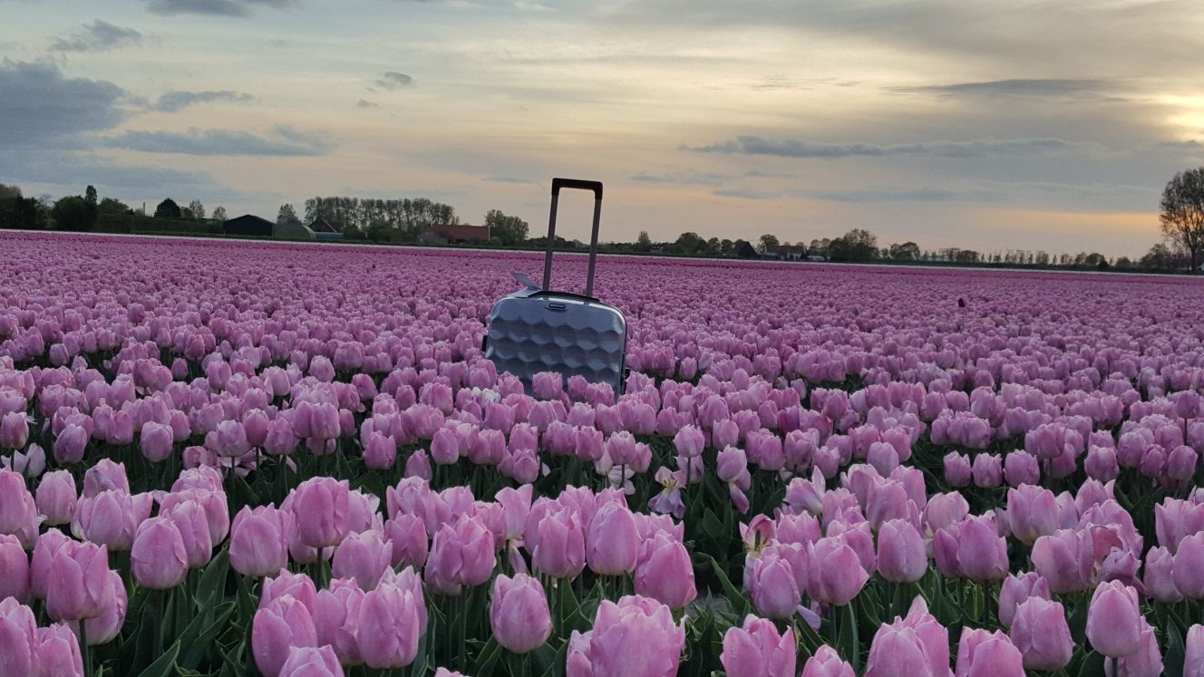 Temporada de tulipanes en Holanda, ¡imperdible visita!